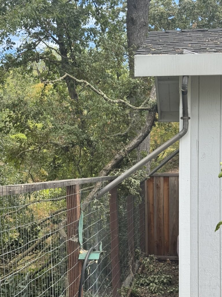 A large oak limb resting against the corner of my backyard office after breaking off on a calm day